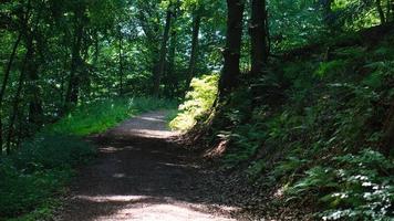 sentier de randonnée dans une forêt de feuillus en sarre sous le soleil. photo de paysage