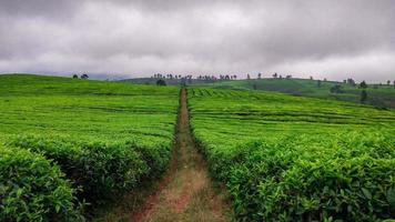 plantation de thé malabar, pangalengan photo