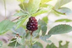 russie fraîche, framboise rouge ou rubus idaeus sur arbre avec lumière du soleil dans le jardin. photo