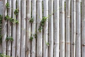 vieux bambou brun pour faire une clôture, une cabane ou un mur à la campagne. photo