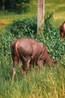 cerf à la recherche de nourriture sur le pré photo