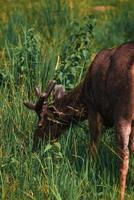 cerf à la recherche de nourriture sur le pré photo