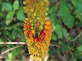 porang glucomannan spore fleur plante prospère dans la forêt photo