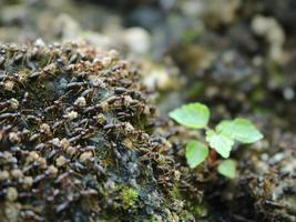 les termites noirs transportent le sol photo