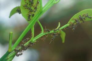 un essaim de fourmis sur une feuille verte nature fond gros plan macro photographie photo premium