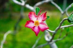 adenium obesum belle fleur rouge nature fond photo premium