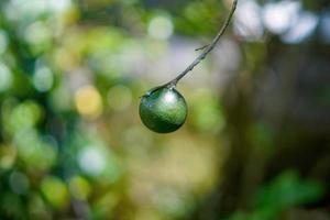 abstrait flou bokeh fond de citron vert fruit nature fond photo premium