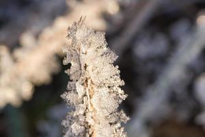 cristaux de glace qui se sont formés sur les brins d'herbe. des formes structurellement riches et bizarres ont émergé. photo