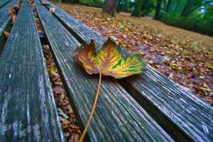 feuille colorée en automne sur un banc. feuilles d'automne dans le parc. arbres en arrière-plan photo