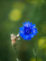 fleur de bleuet unique dans un champ. le bleu fait briller les pétales. photo