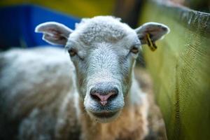 drôle de museau de mouton pris avec un contact visuel avec l'observateur. photo