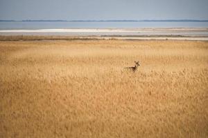 biche sur le dars caché dans les roseaux. mammifères de la mer Baltique. enregistrement de la faune photo