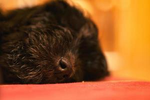 chiot goldendoodle de couleur noir et feu. chien hybride caniche golden retriever. photo