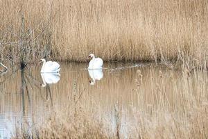 paire de cygnes dans le parc naturel de darss. période d'accouplement des oiseaux. cygnes tuberculés au plumage blanc. photo