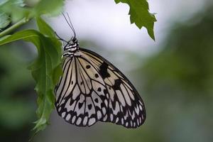 papillon exotique sur une feuille. papillon délicat et coloré. photo