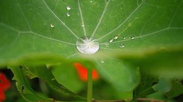 goutte d'eau qui s'accumule au centre d'une feuille de cresson photo