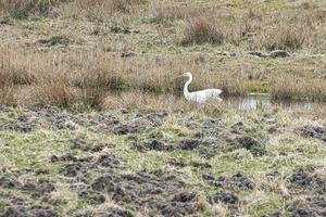 héron blanc au bord du ruisseau dans un pré sur le darss. l'oiseau chasse. faune photo