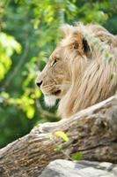 lion avec une belle crinière allongé sur un rocher. prédateur détendu. photo animalière gros chat.