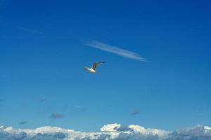 mouette volant dans le ciel au-dessus de la mer baltique à zingst. photo