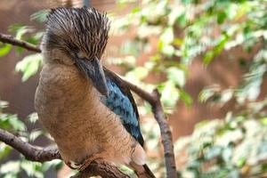 rire hans sur une branche. beau plumage coloré de l'oiseau australien. photo