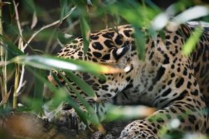 jaguar couché derrière l'herbe. fourrure tachetée, camouflée tapie. le gros chat est un prédateur. photo