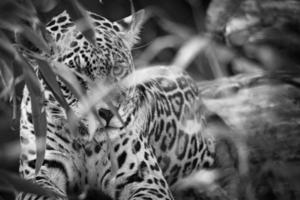 jaguar en noir et blanc, couché derrière l'herbe. fourrure tachetée, camouflée tapie. photo