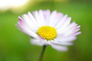 marguerite avec beaucoup de bokeh sur un pré. lumineux flou sur la fleur. photo