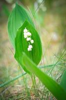 muguet sur le sol de la forêt. feuilles vertes, fleurs blanches. floraisons précoces photo