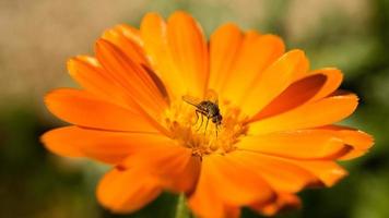 gros plan d'une fleur d'une belle fleur. prise de vue détaillée photo