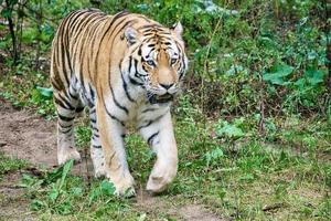 tigre de Sibérie. grand chat élégant. prédateur en voie de disparition. fourrure rayée blanche, noire, orange photo