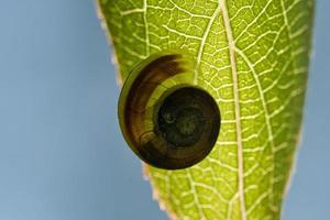 un escargot rampant sur une plante. tranquillement il rampe vers l'avant photo