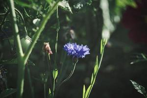 fleur de bleuet unique dans un champ. le bleu fait briller les pétales. photo