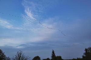 grues se déplaçant en formation dans le ciel. oiseaux migrateurs sur le darss. photo
