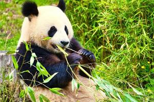 grand panda assis mangeant du bambou. les espèces menacées. mammifère noir et blanc photo