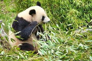 grand panda assis mangeant du bambou. les espèces menacées. mammifère noir et blanc photo