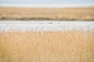 belvédère ornithologique de pramort sur le darss. vaste paysage avec vue sur le bodden et la mer baltique photo