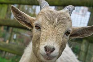 mignonnes petites chèvres avec un contact visuel direct. photo