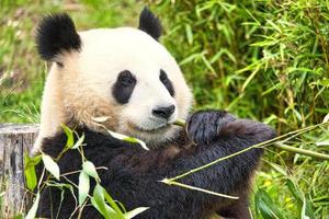 grand panda assis mangeant du bambou. les espèces menacées. mammifère noir et blanc photo