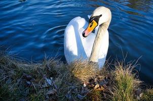 cygne muet sur le rivage. regard intéressé de l'oiseau aquatique. oiseau de brandebourg photo