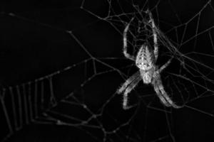 araignée croisée dans le web. le chasseur guette sa proie photo