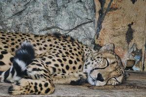 guépard endormi. fourrure tachetée. le gros chat est un prédateur. mammifère au repos. chasseur photo