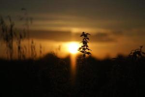 soleil couchant à la périphérie de berlin. plantes comme silhouette au premier plan. photo