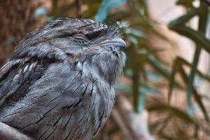un petit kautz sur un tronc d'arbre. les yeux fermés et endormis. animal photo chouette oiseau.