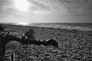 plage ouest sur la plage de la mer baltique. nature morte détaillée et texturée. photo