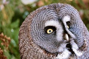 un hibou barbu du zoo de berlin. la vue est dirigée vers l'observateur photo