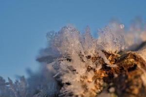 cristaux de glace qui se sont formés sur un tronc d'arbre et ont grandi.