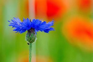 fleur de bleuet unique sur un champ de coquelicots. le bleu fait briller les pétales. coup de détail photo