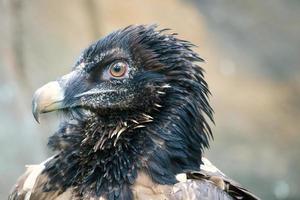 un portrait de vautour. plumes noires blanches. un oiseau très expressif. vue de l'observateur