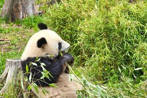 grand panda assis mangeant du bambou. les espèces menacées. mammifère noir et blanc photo