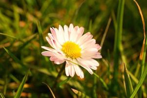 marguerites sur un pré. fleurs roses blanches dans le pré vert. photos de fleurs